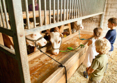 Aktivitäten: Kühe - Glamping-Familienurlaub in Bayern | Dengler Hof